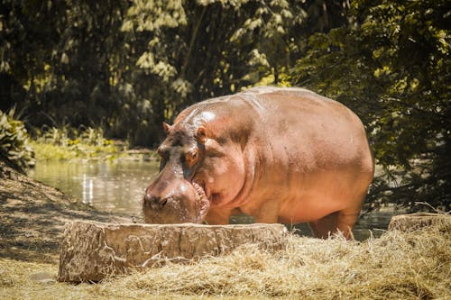Brown Hippopotamus Standing Near a Pond