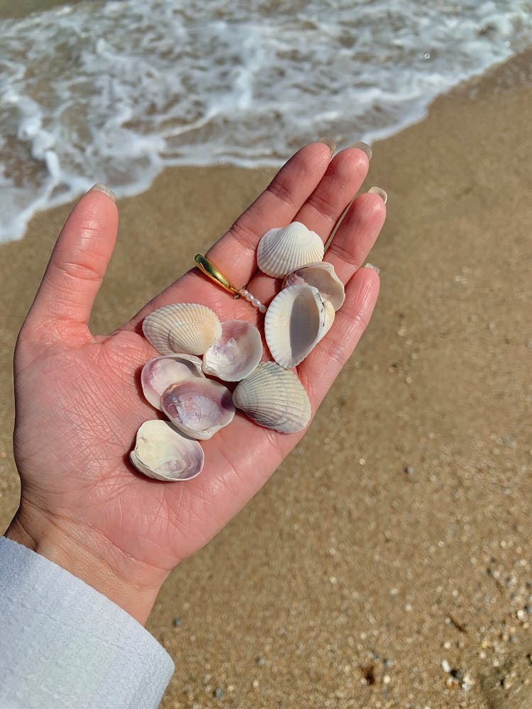 Collecting Sea Shells On The Beach