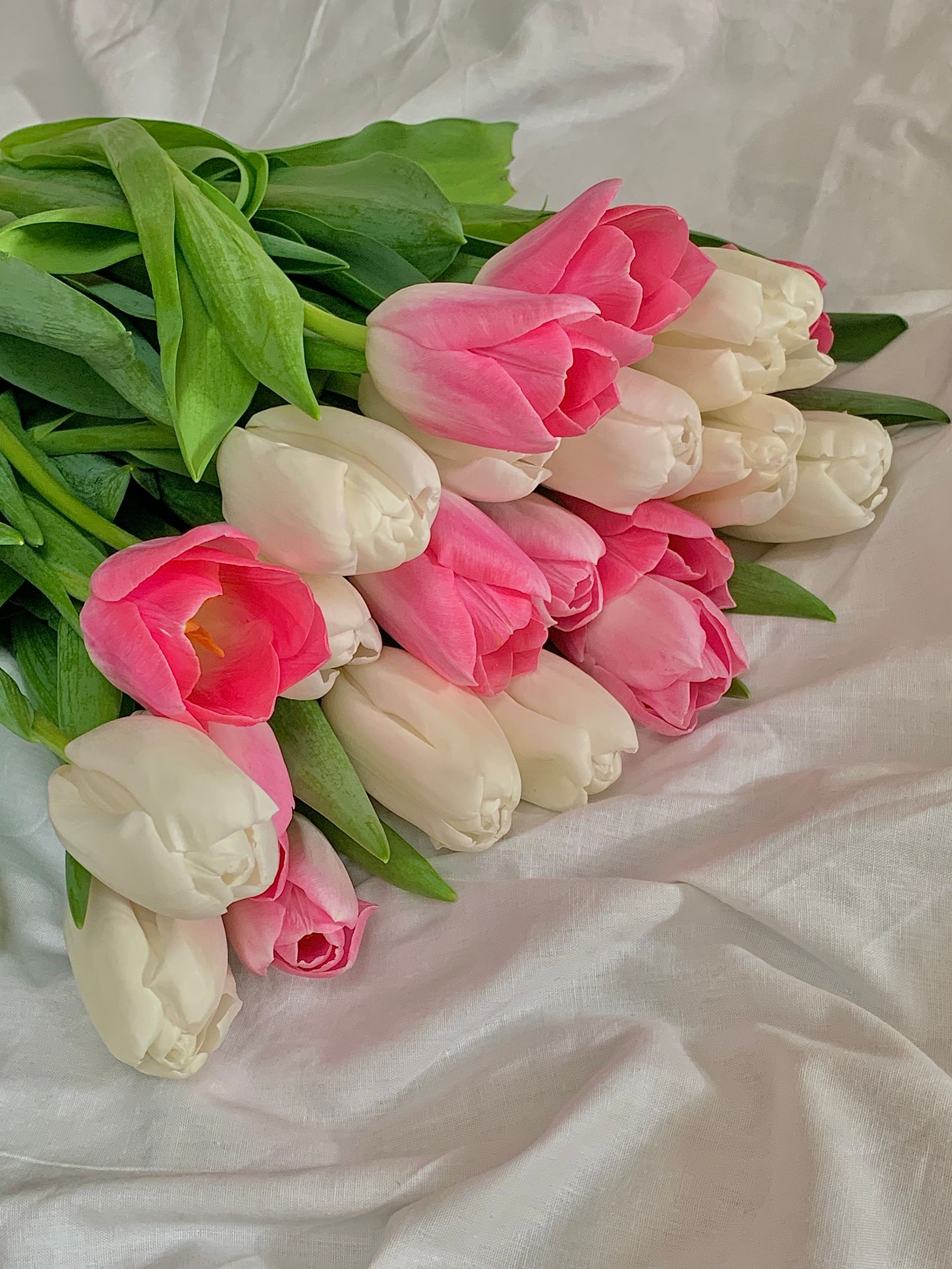 Pink and white tulips