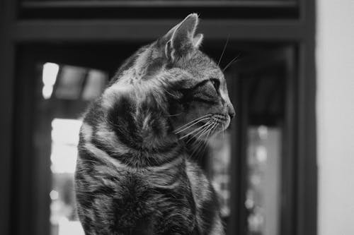 Free Grayscale Photo of Cat in Close Up Photography Stock Photo
