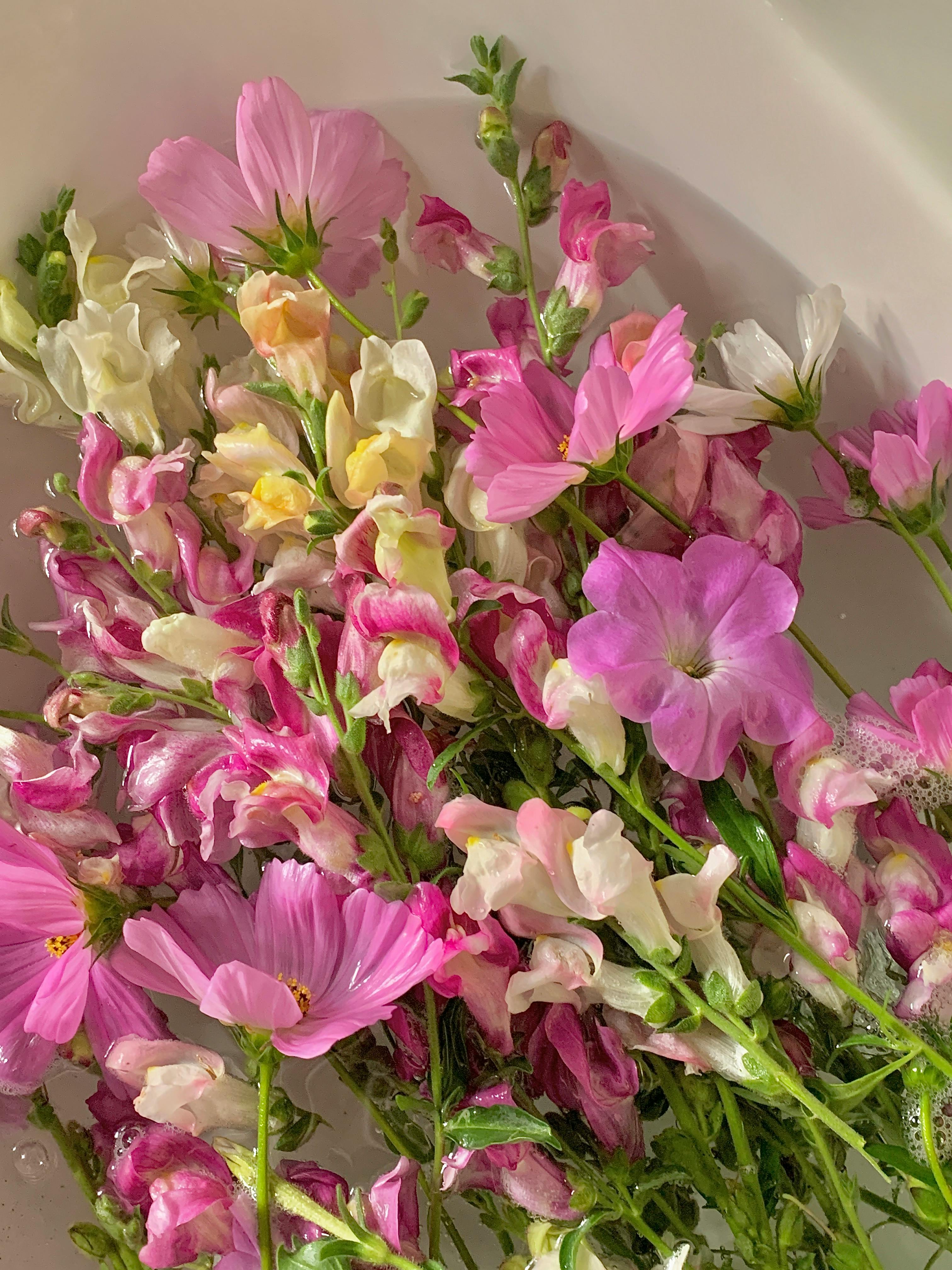 A collection of vibrant pink and white flowers with water droplets, creating a fresh and serene aesthetic.