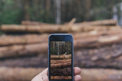 Безкоштовне стокове фото на тему «iPhone, дерева, ліс»