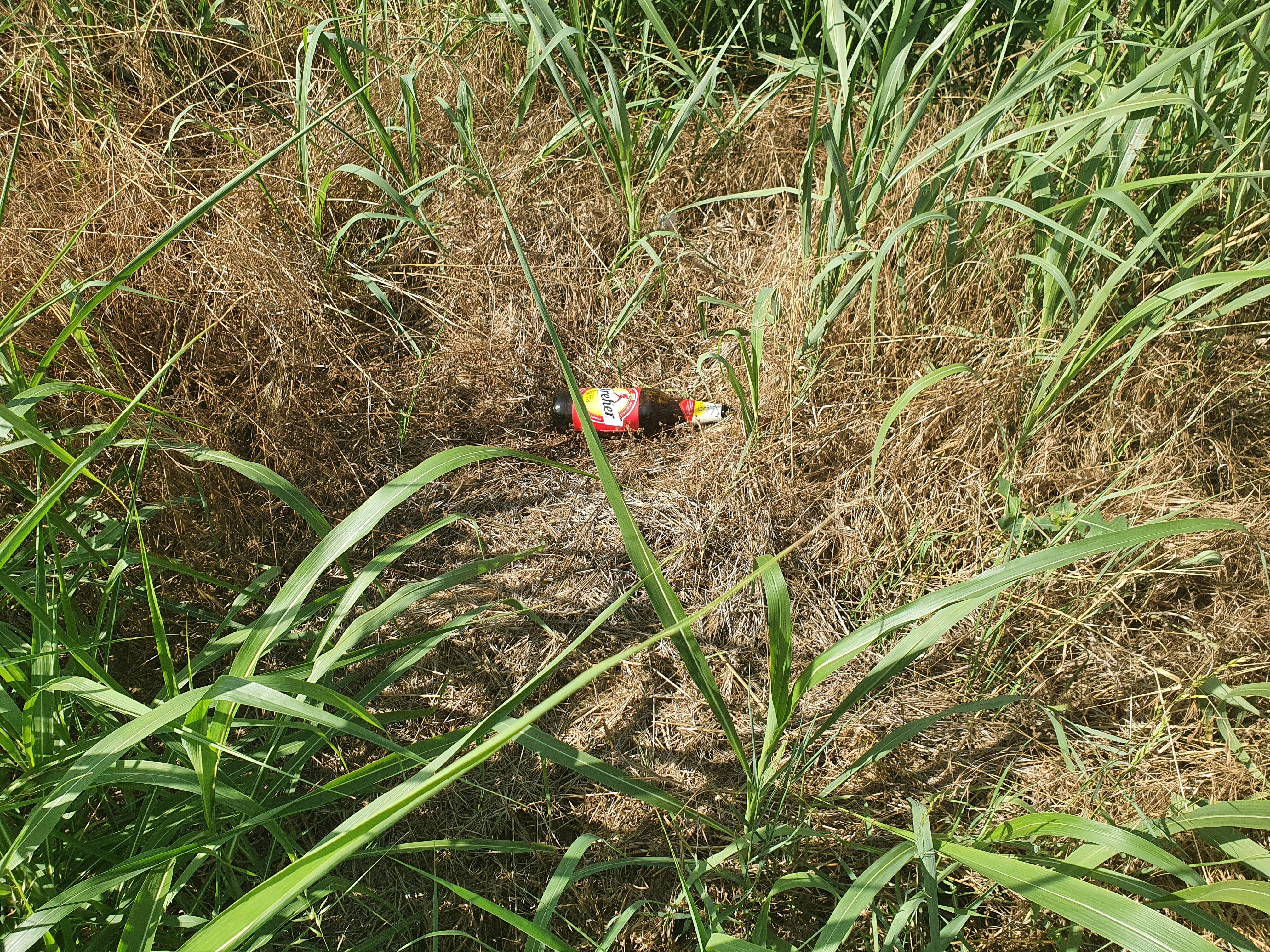 Paulino Martins de Moraes