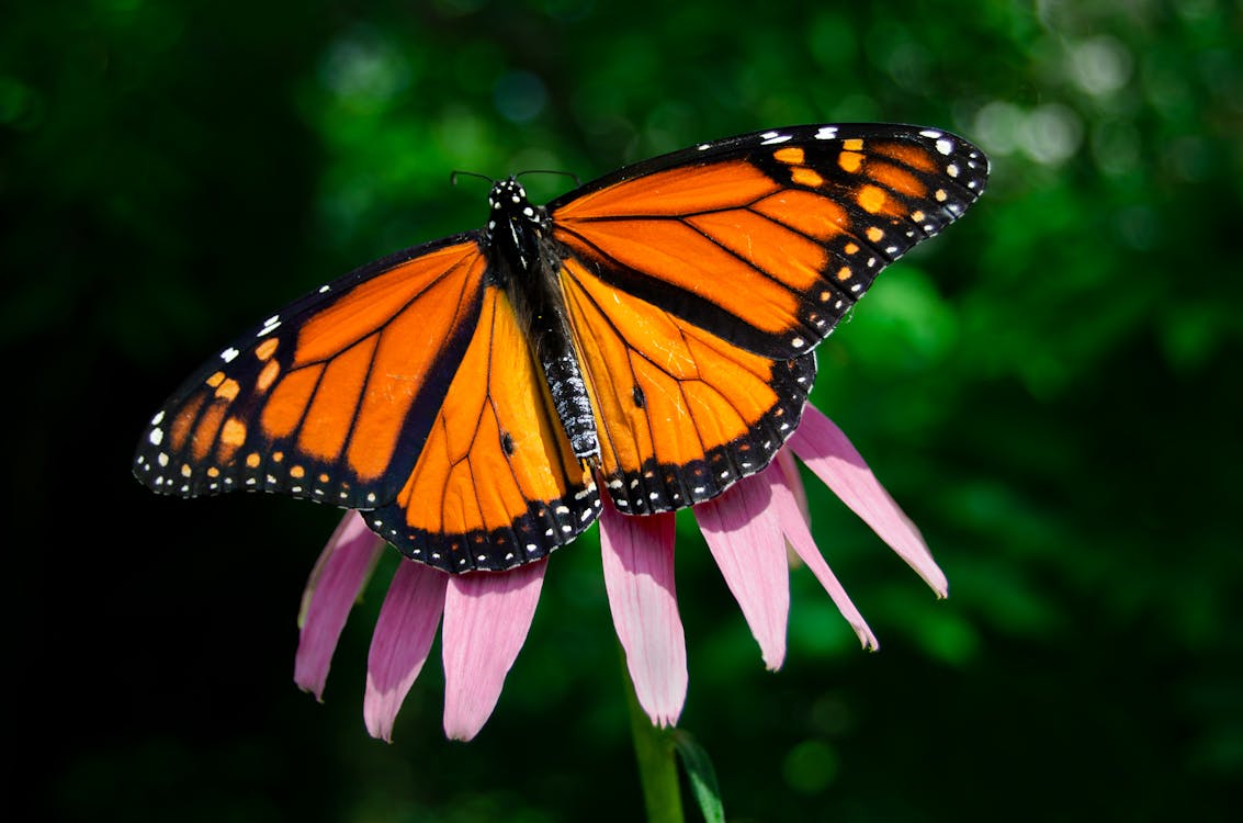 Free stock photo of butterfly, flower, monarch