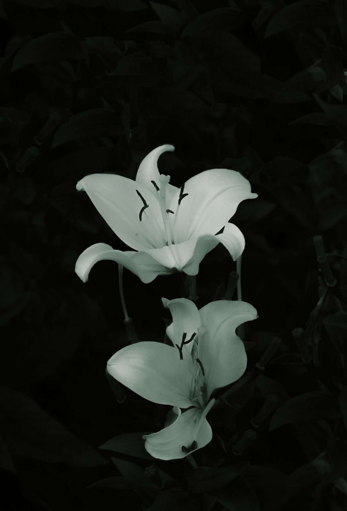 White lilies against a dark background