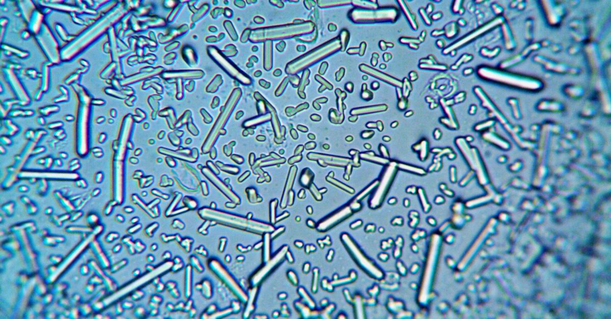 Cómo los microorganismos más resistentes sobreviven en ambientes altamente tóxicos Cómo los microorganismos más resistentes sobreviven en ambientes altamente tóxicos