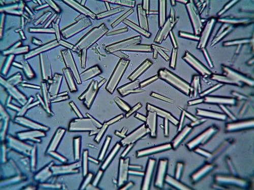 Free Bacteria under a Microscope Stock Photo