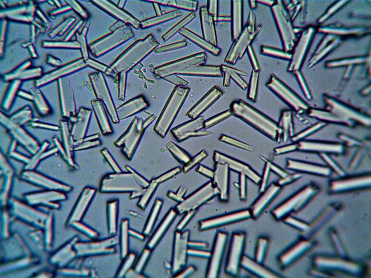 Bacteria Under A Microscope