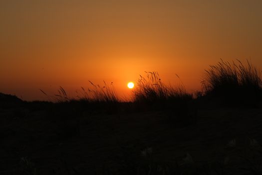 Capture the tranquility of a sunset casting warm hues over grass silhouettes.