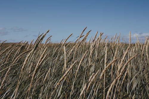 Fotobanka s bezplatnými fotkami na tému exteriéry, modrá obloha, naklíčená pšenica
