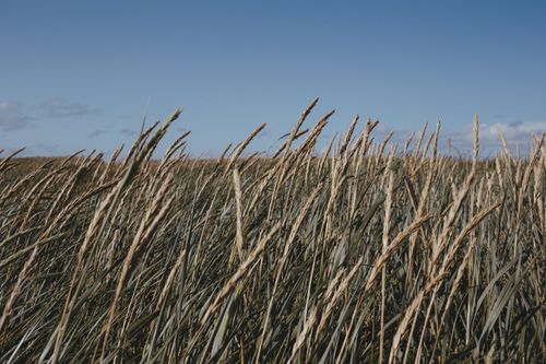 Free Serene wheat field waving under a bright blue sky, capturing the essence of nature's tranquility. Stock Photo