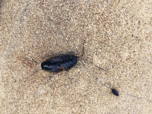 Free Black Insect on White Concrete Stock Photo