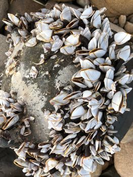 Detailed view of pelagic gooseneck barnacles attached to a rock on the shoreline. - Fotografer Sidoarjo