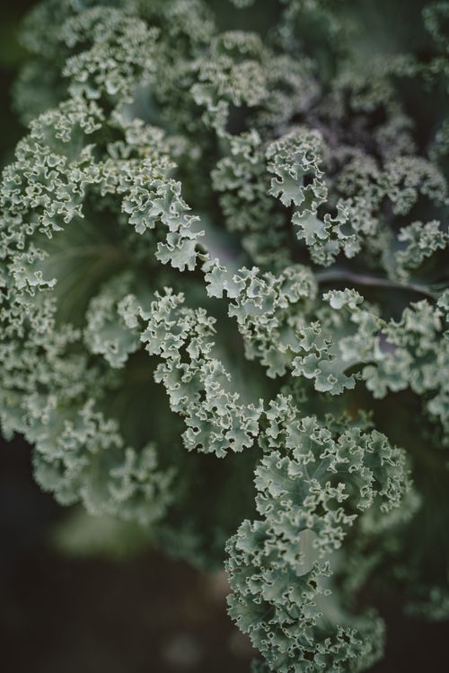 Free Close-up photo showcasing the intricate curly texture of green kale leaves. Stock Photo