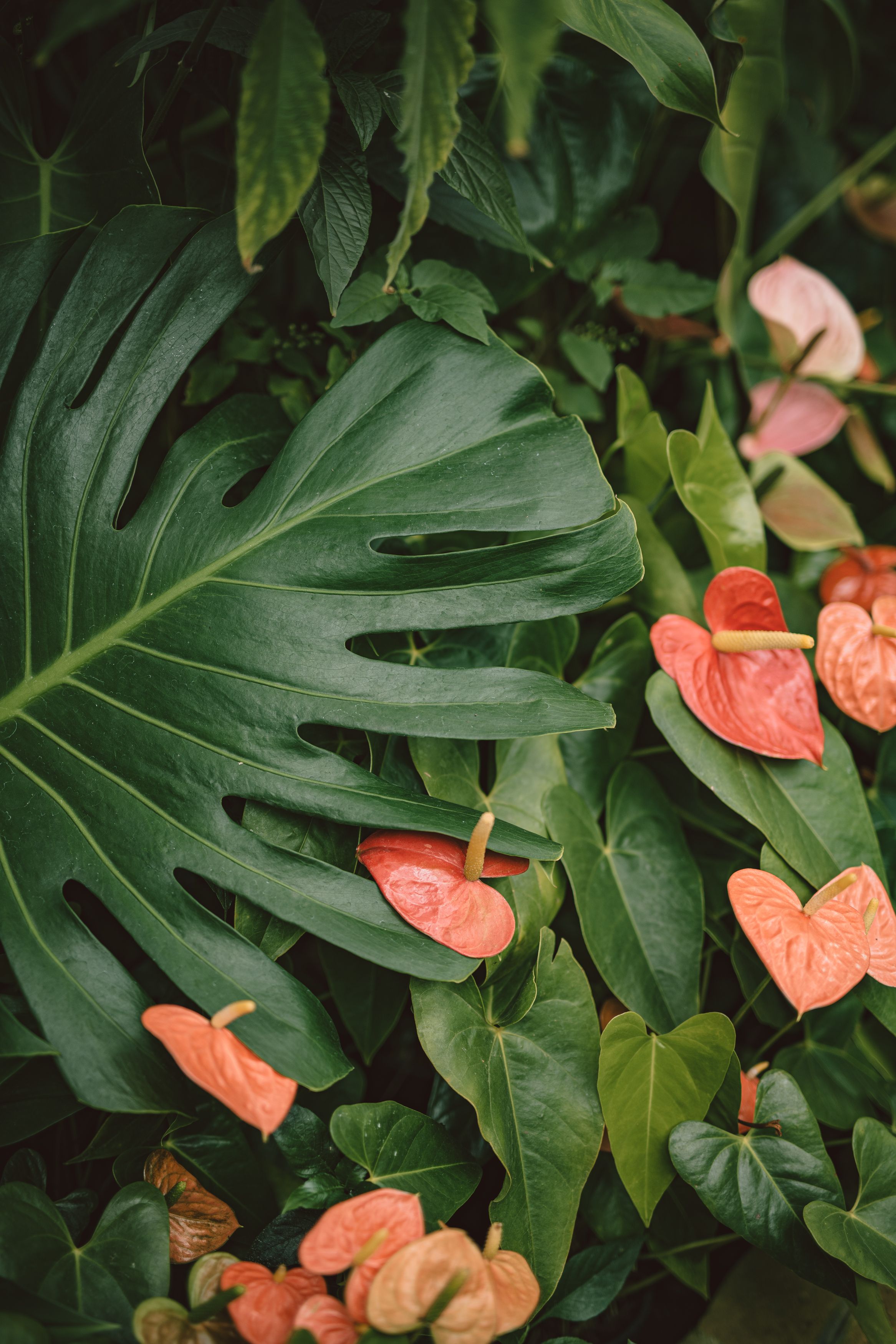 Intricate monstera and anthurium plant leaves create a lush, green scene.