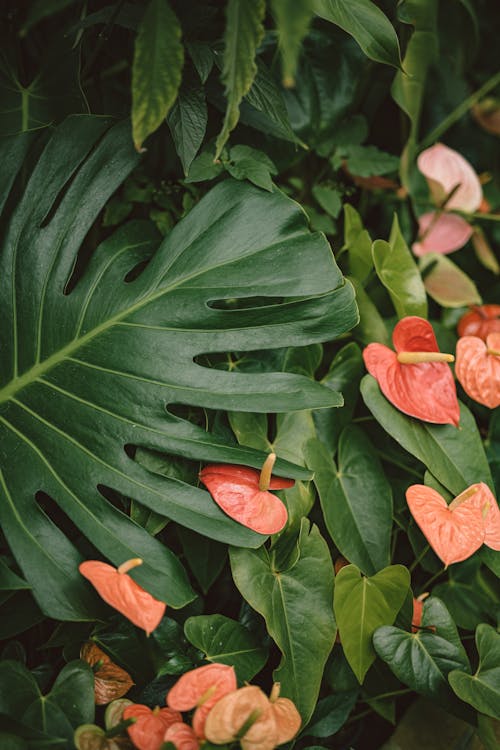 A Photo of Green Leaves