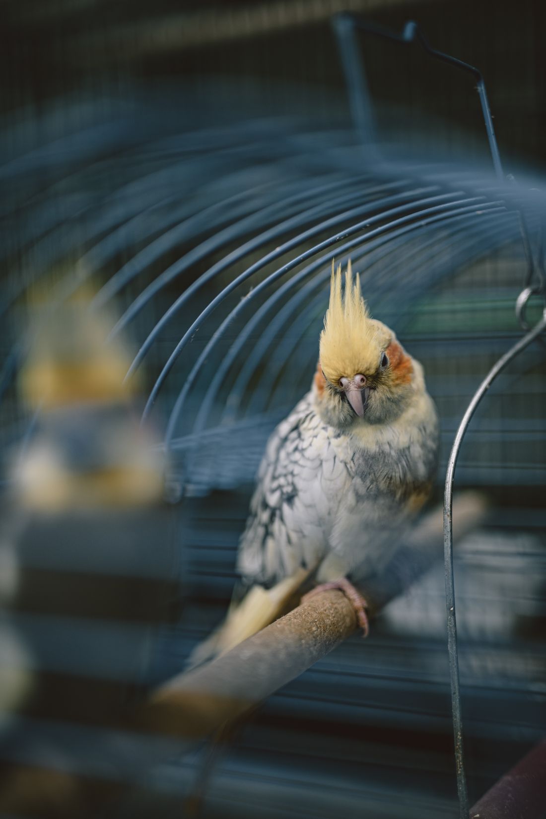 Yellow and grey cockatiel perched inside a home cage