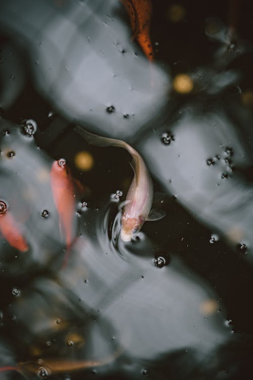 Orange and White Koi Fish in Water