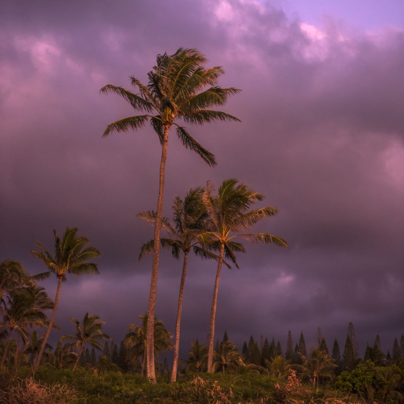 Photo by Jim Clark Dramatic storm clouds over palm trees in Hawaii, capturing the essence of a tropical landscape.