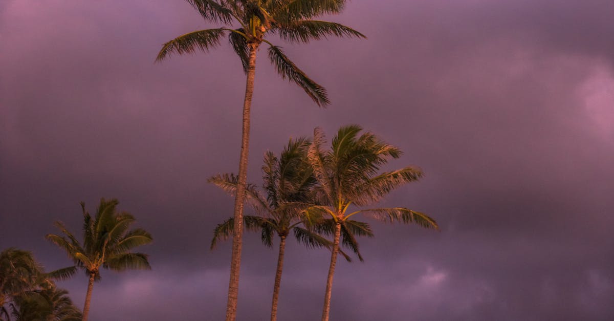 Dramatic storm clouds over palm trees in Hawaii, capturing the essence of a tropical landscape.