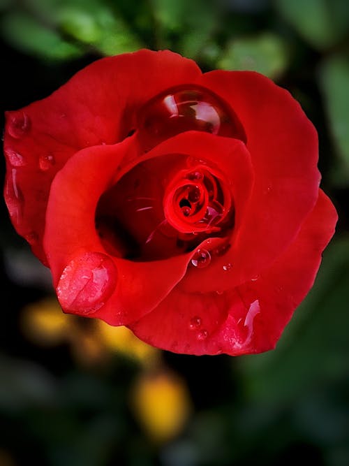 Free stock photo of macro photography, rain drops, red