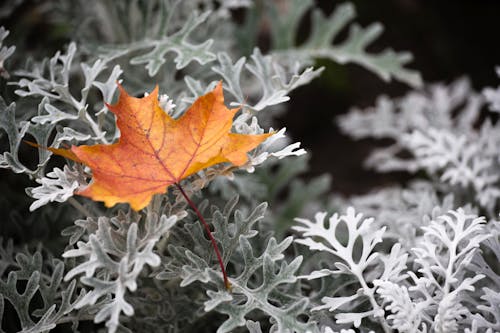 Brown Maple Leaf in Close Up Photography