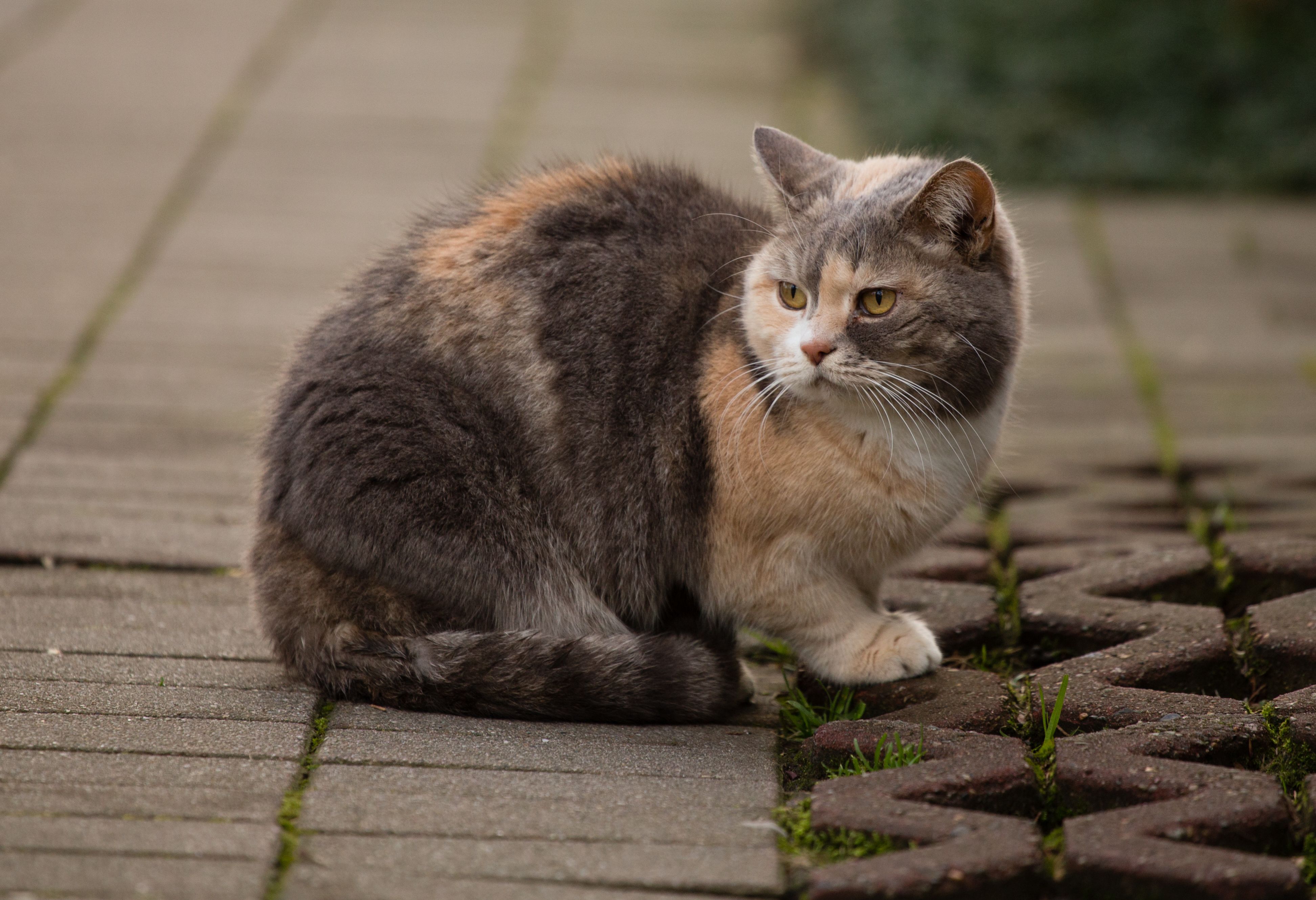 Free A British Shorthair cat sitting attentively on a paved outdoor path. Stock Photo