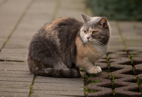 A British Shorthair Cat 