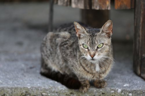 Free Intense gaze of a tabby cat sitting on a concrete floor, showcasing its fur details and striking eyes. Stock Photo