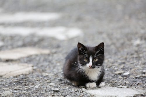 Close-Up of a Piebald Cat 