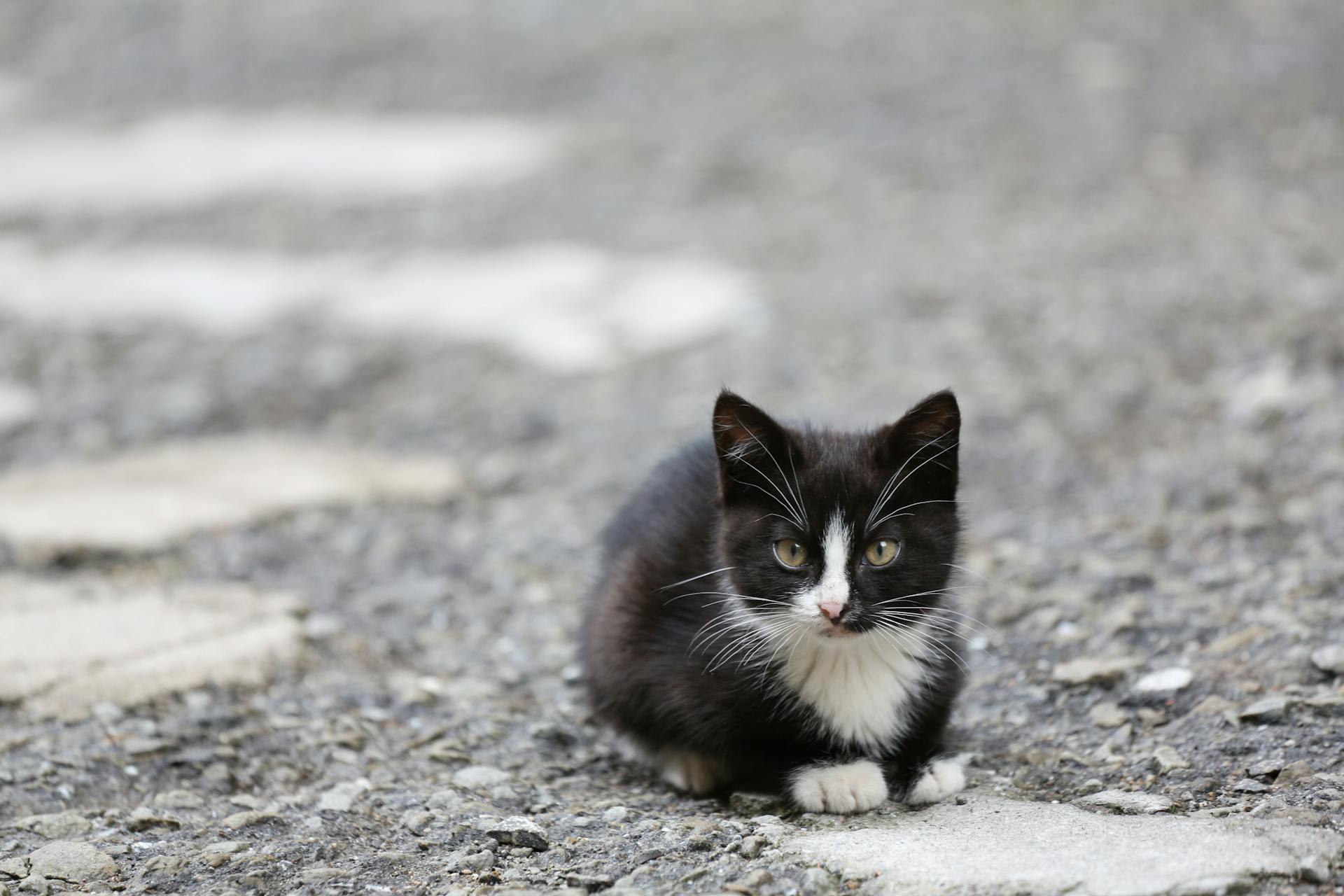 Close-Up of a Piebald Cat