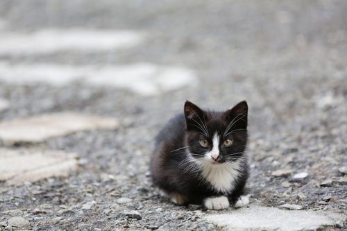 Free Adorable piebald kitten with black and white fur resting on gravel surface outdoors. Stock Photo