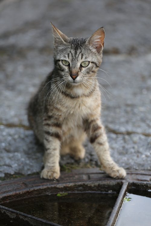 Free Photograph of a Tabby Cat on a Concrete Floor Stock Photo