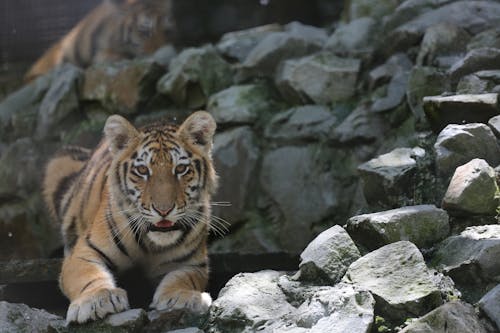 Photograph of a Tiger Near Rocks