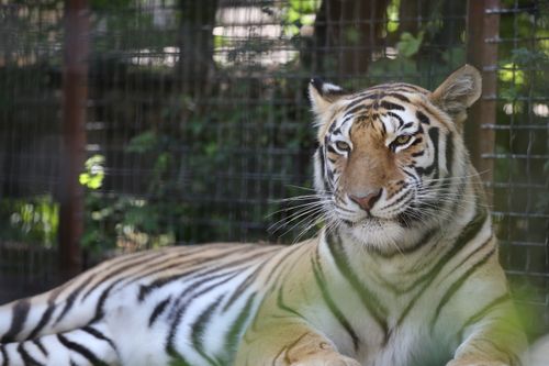 Free A Bengal tiger lies gracefully behind a wire fence, showcasing its majestic presence. Stock Photo