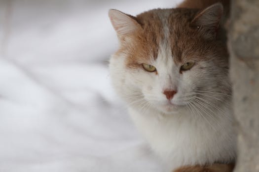 A Pet Cat in Close-up Shot
