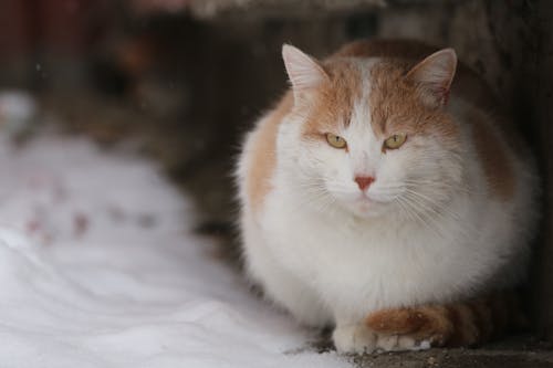 Free A White and Orange Cat in Close-Up Photography Stock Photo