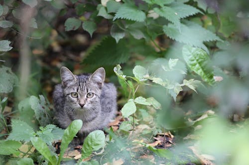 Kitten Sitting Under Green Plants