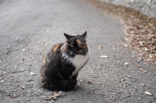 Ilmainen kuvapankkikuva tunnisteilla kalikoo, kissa, kotieläin