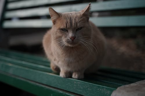 Ilmainen kuvapankkikuva tunnisteilla karvainen, kissa, kotieläin