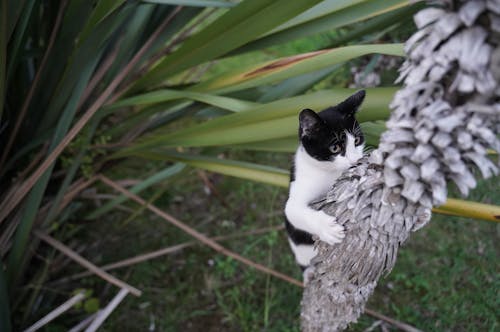Free Photo of a Kitten Climbing a Tree Stock Photo