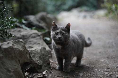 Foto d'estoc gratuïta de animal domèstic, bigotis, cara de gat