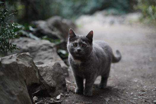 Gray Cat Walking on Dirt Ground