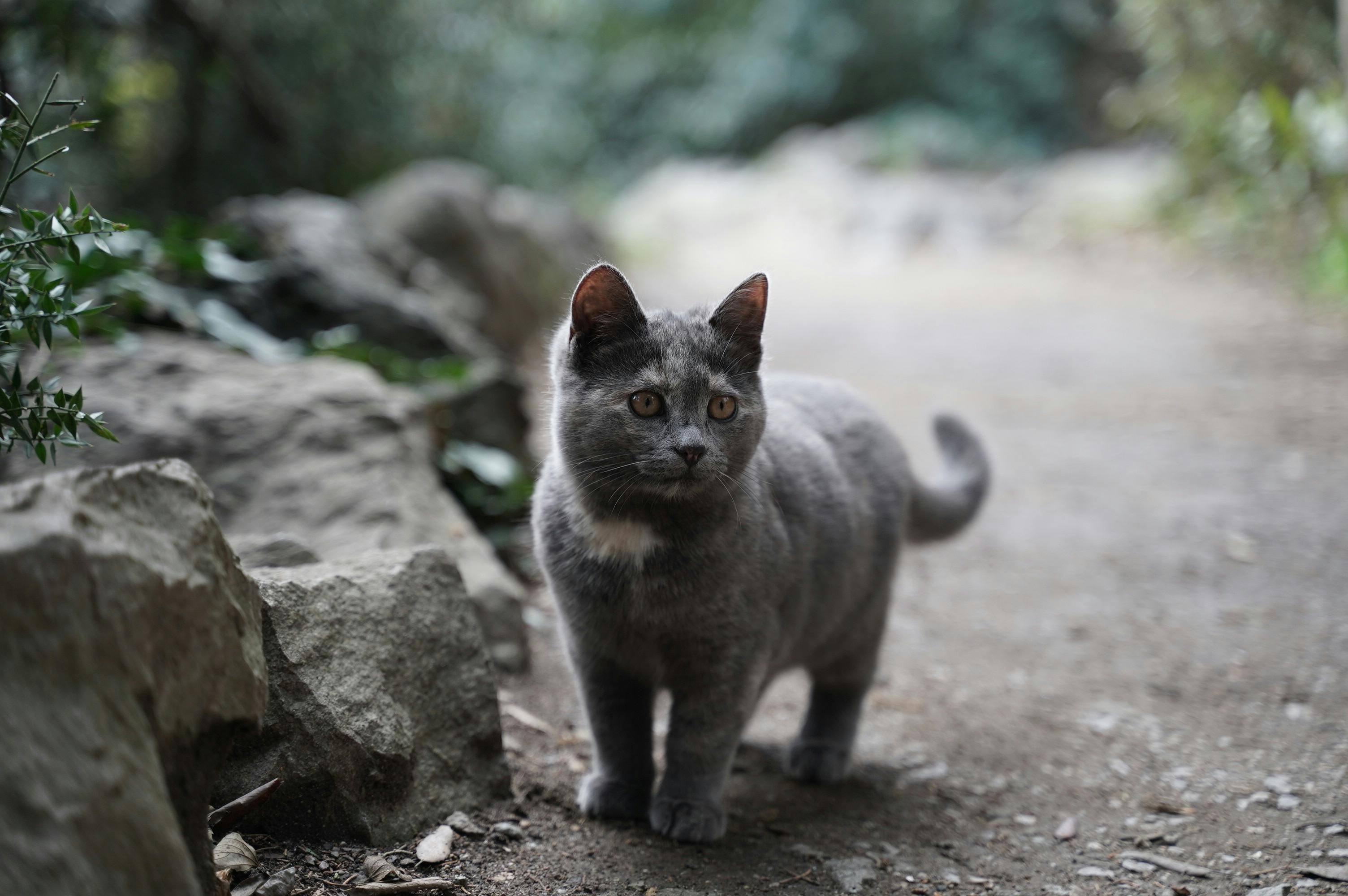 Terkenal Sangat Energik, Berikut Karakter Fisik, Sifat dan Sejarah dari Seekor Kucing Chartreux
            - galeri foto