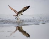 Photograph of an Osprey with a Fish