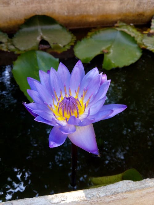 Základová fotografie zdarma na téma blueflower, kytka