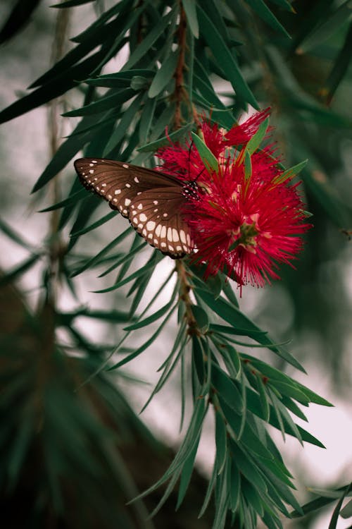 Free stock photo of beautiful background, beautiful flower, butterfly