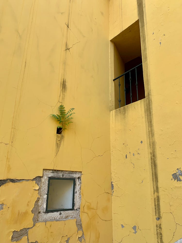 A Green Plant Hanging On Yellow Concrete Wall