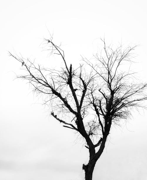 A Grayscale Photo of a Leafless Tree