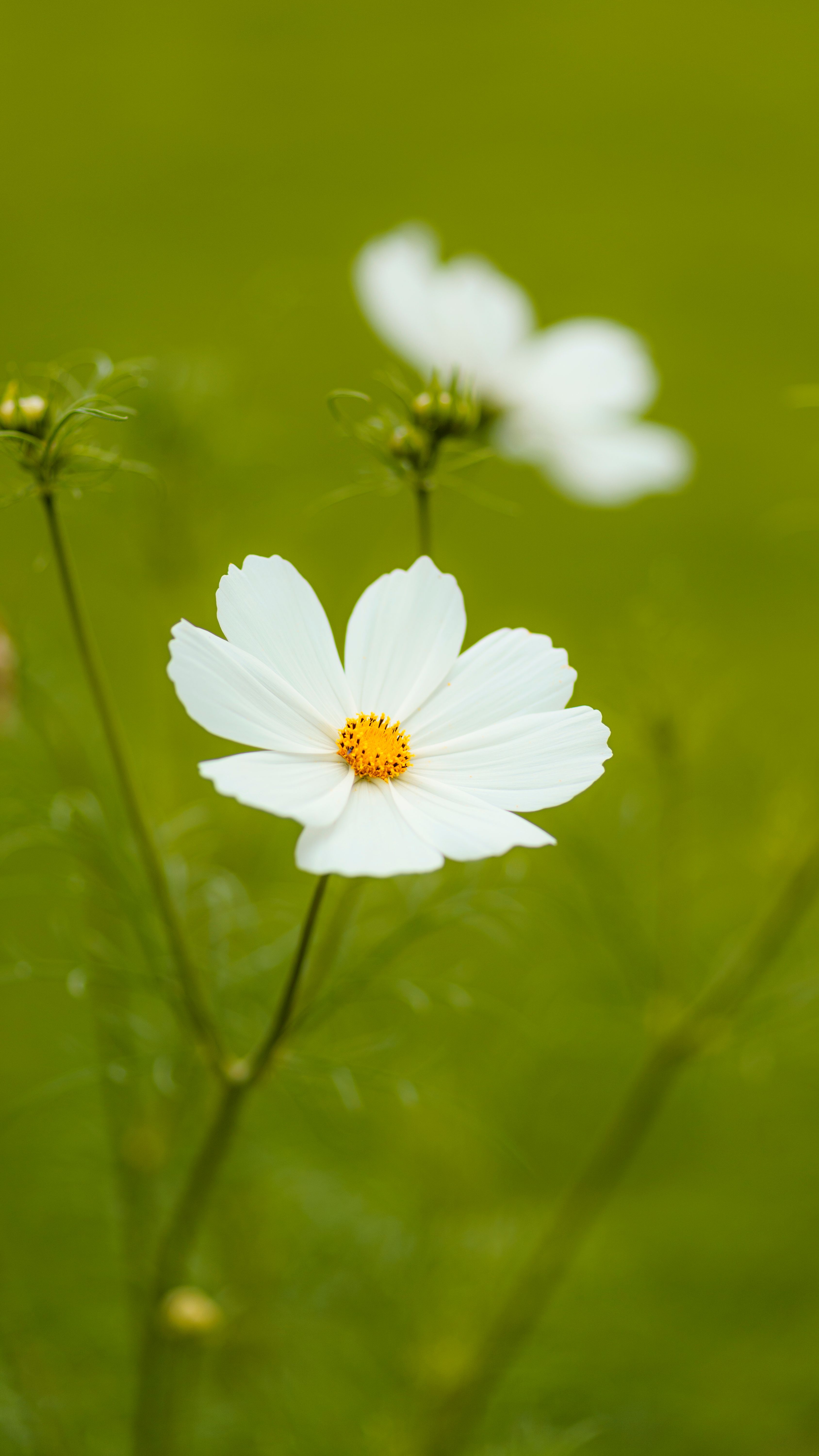 A Close-up Shot of a White Flower · Free Stock Photo